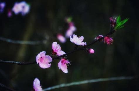 沐浴桃花意思